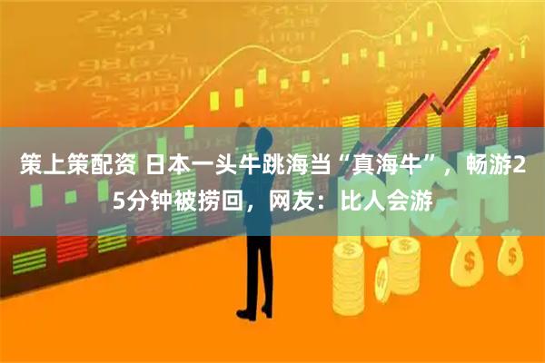 策上策配资 日本一头牛跳海当“真海牛”，畅游25分钟被捞回，网友：比人会游